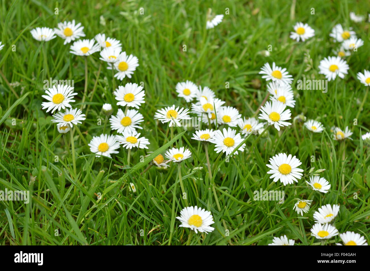 schöne kleine weiße Blumen auf der Wiese Stockfotografie