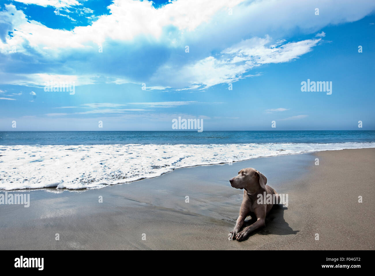 Eine majestätische Landschaft der Weimaraner Hund Verlegung in hart verpackt Sand am Meere mit großer blauer Himmel weiße Wolken Stockfoto