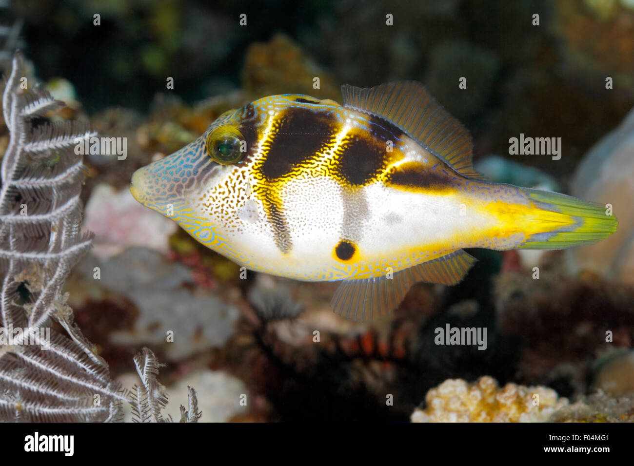 Mimic Filefish, Paraluteres prionurus. Diese Fische imitieren die Black-Saddled Toby, Canthigaster valentini. Tulamben, Bali Stockfoto