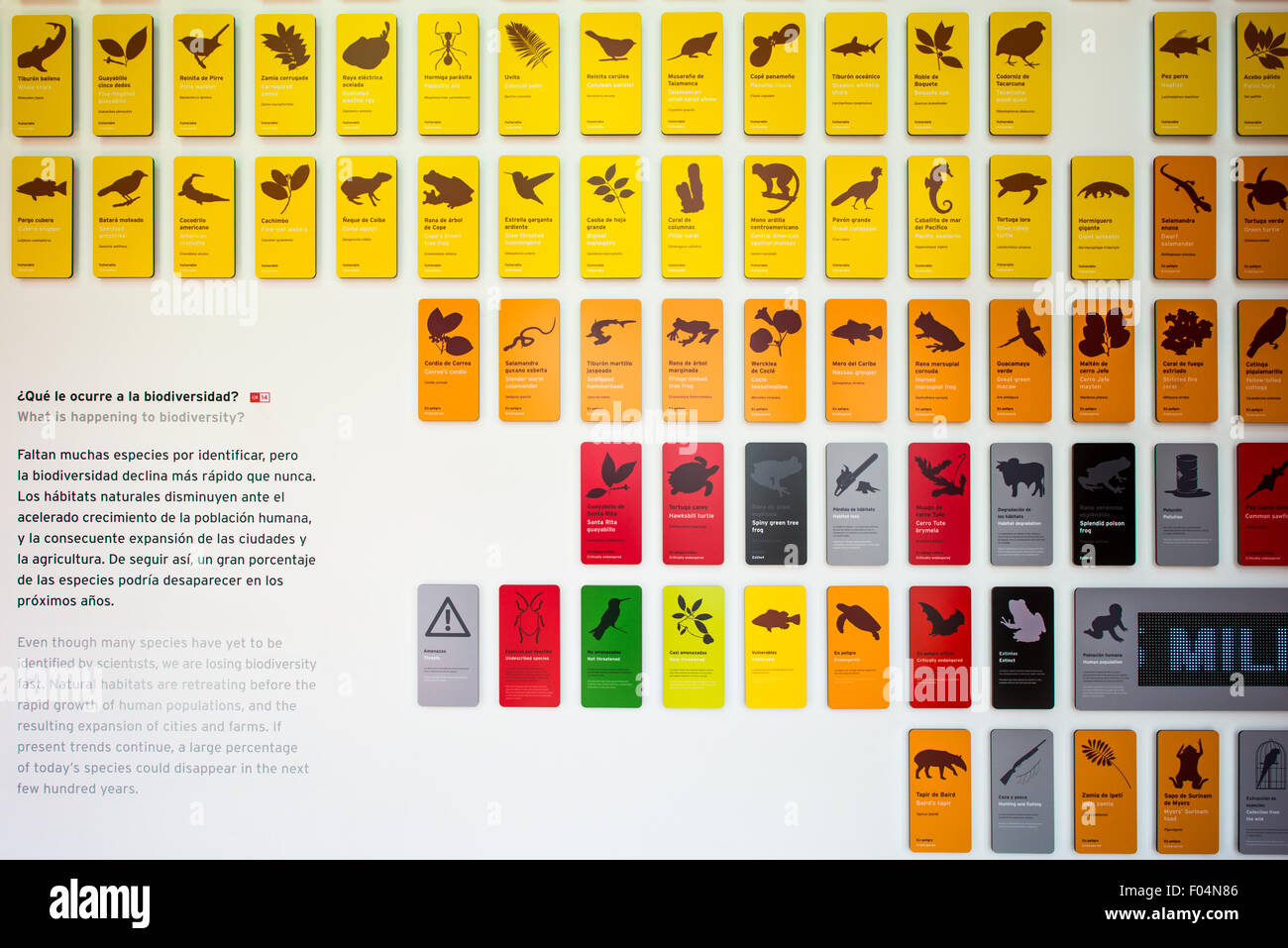 Biomuseo Biodiversity Exhibit Panama City Panama // PANAMA CITY, Panama — eine interaktive Ausstellung im Biomuseo zeigt Panamas reiche Biodiversität und ökologische Bedeutung. Das von Frank Gehry entworfene Museum, das für seine bunten Dachpaneele erkennbar ist, die die Entstehung des Panamaischen Isthmus darstellen, konzentriert sich auf Panamas Rolle als biologische Brücke zwischen Nord- und Südamerika. Diese besondere Ausstellung zeigt die verschiedenen Arten, die in den vielfältigen Ökosystemen der Region leben, von tropischen Regenwäldern bis hin zu Küstengebieten. Das Biomuseo wurde 2014 eröffnet und dient sowohl als Bildung Stockfoto