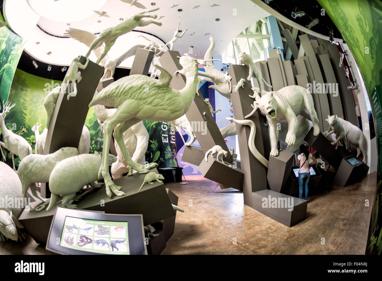 Biomuseo Extinct Animal Models Panama City Panama // PANAMA CITY, Panama — Eine Ausstellung ausgestorbener Tiermodelle im Biomuseo in Panama City, Panama. Das vom renommierten Architekten Frank Gehry entworfene Biomuseo zeigt Panamas Biodiversität und Naturgeschichte in interaktiven Ausstellungen. Diese Installation zeigt wissenschaftlich genaue Rekonstruktionen ausgestorbener Arten, die einst die Region bewohnten, und unterstreicht die evolutionäre Bedeutung des Panamaischen Isthmus als Landbrücke zwischen Nord- und Südamerika. Das Museum, das 2014 eröffnet wurde, dient sowohl als Bildungseinrichtung Stockfoto