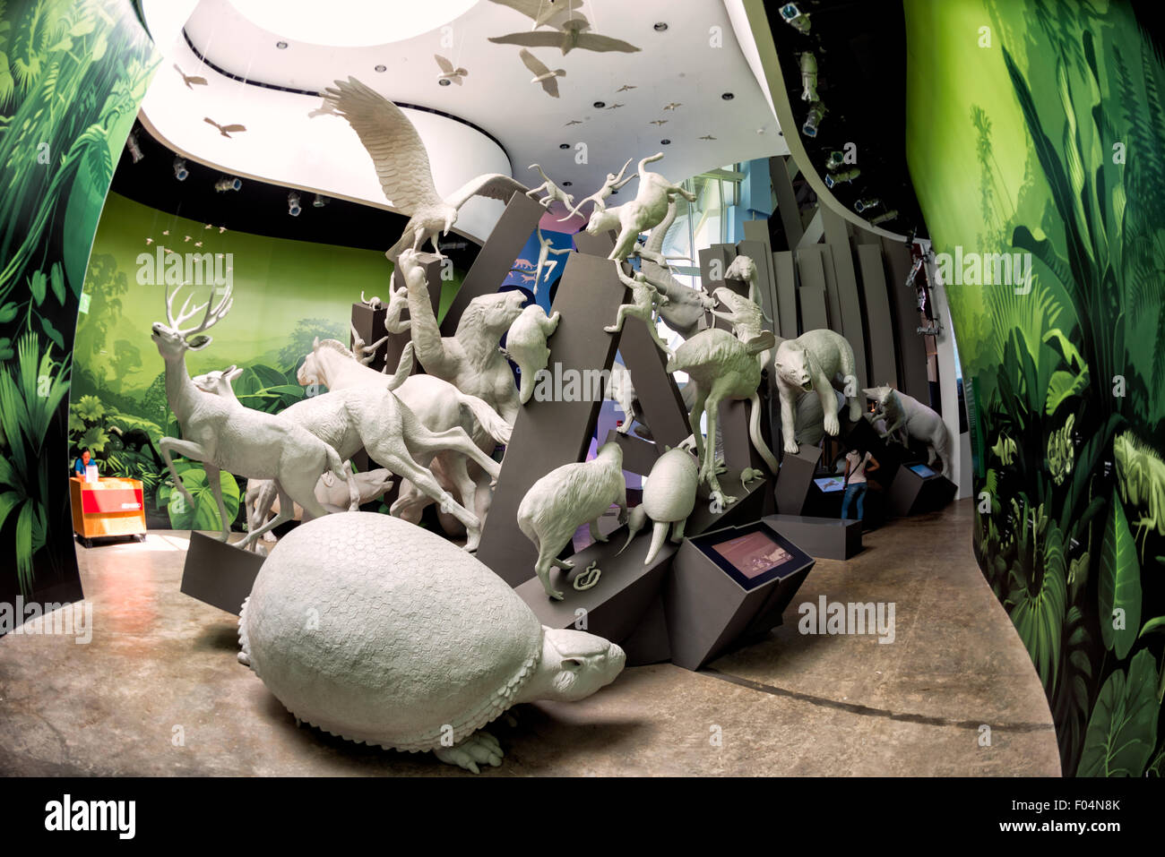 Biomuseo Extinct Animal Models Panama City Panama // PANAMA CITY, Panama — Eine Ausstellung ausgestorbener Tiermodelle im Biomuseo in Panama City, Panama. Das vom renommierten Architekten Frank Gehry entworfene Biomuseo zeigt Panamas Biodiversität und Naturgeschichte in interaktiven Ausstellungen. Diese Installation zeigt wissenschaftlich genaue Rekonstruktionen ausgestorbener Arten, die einst die Region bewohnten, und unterstreicht die evolutionäre Bedeutung des Panamaischen Isthmus als Landbrücke zwischen Nord- und Südamerika. Das Museum, das 2014 eröffnet wurde, dient sowohl als Bildungseinrichtung Stockfoto