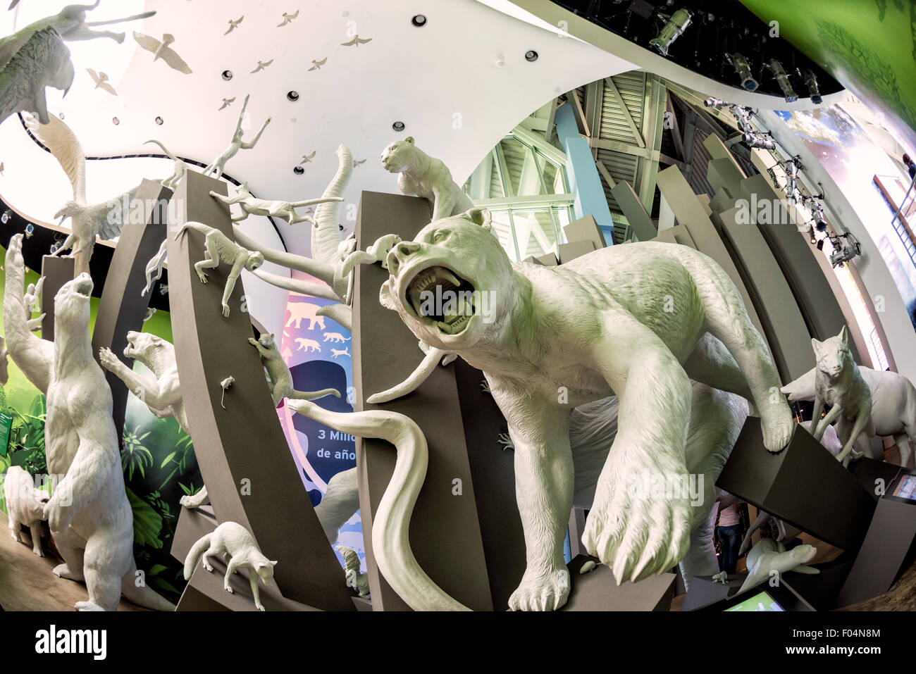 Biomuseo Extinct Animal Models Panama City Panama // PANAMA CITY, Panama — Eine Ausstellung ausgestorbener Tiermodelle im Biomuseo in Panama City, Panama. Das vom renommierten Architekten Frank Gehry entworfene Biomuseo zeigt Panamas Biodiversität und Naturgeschichte in interaktiven Ausstellungen. Diese Installation zeigt wissenschaftlich genaue Rekonstruktionen ausgestorbener Arten, die einst die Region bewohnten, und unterstreicht die evolutionäre Bedeutung des Panamaischen Isthmus als Landbrücke zwischen Nord- und Südamerika. Das Museum, das 2014 eröffnet wurde, dient sowohl als Bildungseinrichtung Stockfoto