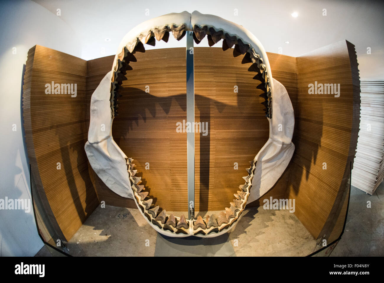 Megalodon Fossil Teeth Biomuseo Panama City // PANAMA CITY, Panama — Eine Ausstellung von fossilen Zähnen des prähistorischen Megalodonhais (Otodus megalodon) im Biomuseo in Panama City. Das Biomuseo, das vom renommierten Architekten Frank Gehry entworfen wurde, zeigt Panamas Biodiversität und Naturgeschichte. Megalodon, das vor etwa 23 bis 3,6 Millionen Jahren lebte, war einer der größten und mächtigsten Raubtiere, die je gelebt haben, und erreichte Längen von bis zu 60 Metern. Das 2014 eröffnete Museum verfügt über acht Galerien, die Panamas Rolle als Landbrücke zwischen Nord- und Südamerika hervorheben Stockfoto