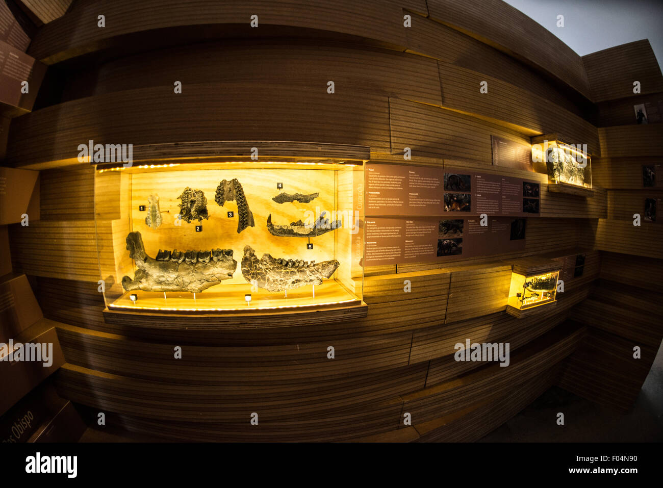 Biomuseo Fossil Exhibit Panama City Panama // PANAMA CITY, Panama — Eine Fossilienausstellung im Biomuseo in Panama City zeigt Exemplare, die die reiche paläontologische Geschichte der Region hervorheben. Das Biomuseo, entworfen vom renommierten Architekten Frank Gehry, konzentriert sich auf Panamas Biodiversität und geologische Bedeutung als Landbrücke zwischen Nord- und Südamerika. Die Ausstellungsstücke des Museums dokumentieren, wie die Isthmusformation vor etwa 3 Millionen Jahren eines der bedeutendsten biologischen Ereignisse der Erde auslöste, was die Migration von Arten zwischen Kontinenten ermöglichte. Das farbenfrohe, unverwechselbare Gebäude Stockfoto