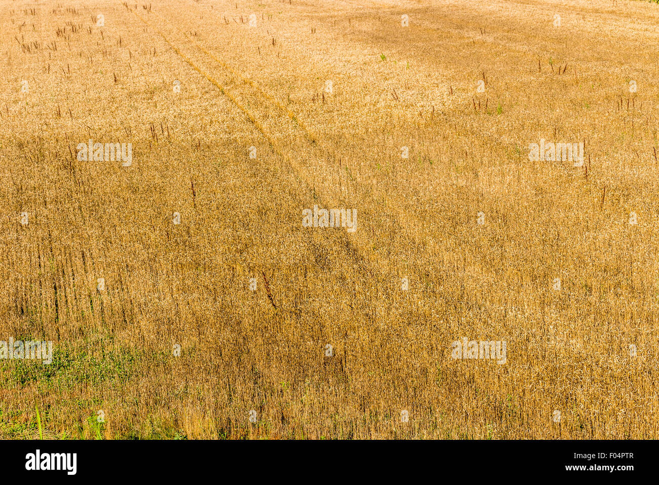 parallelen Spuren hinterlassen die Reifen des landwirtschaftlichen Fahrzeugen in einem Weizenfeld Stockfoto