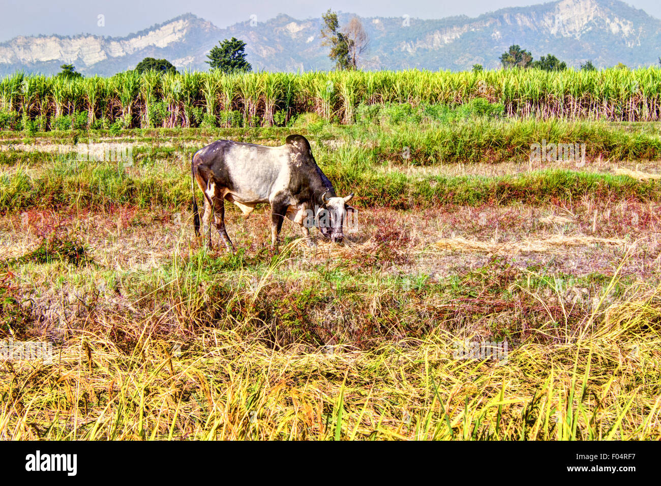 Beweidung Bull. ein wild und frei Bull Beweidung in der Landschaft des Terai-Region in Nepal Stockfoto