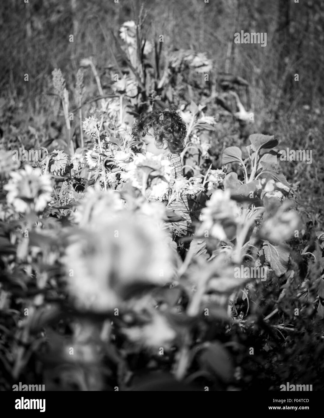 Schwarz / weiß Porträt des 1-jährigen Jungen zu Fuß durch Sonnenblume. Stockfoto