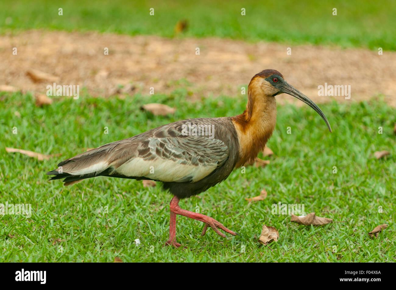 Theristicus Caudatus, Buff-necked Ibis, Porto Jofre Lodge, Pantanal, Brasilien Stockfoto