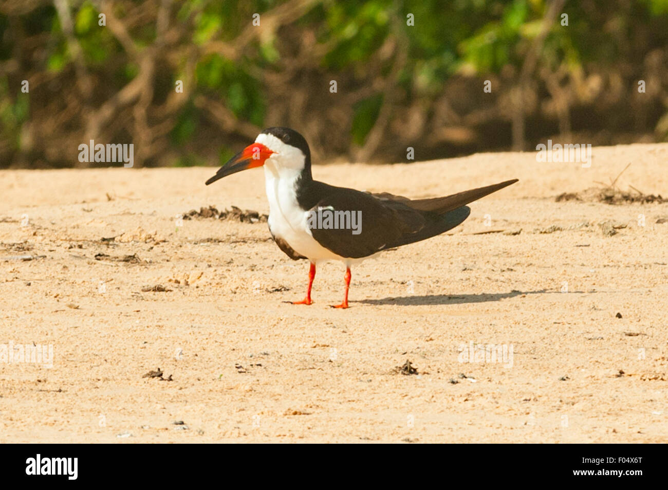 Fluß Rynchops Niger, schwarz Skimmer, Cuiaba, Pantanal, Brasilien Stockfoto