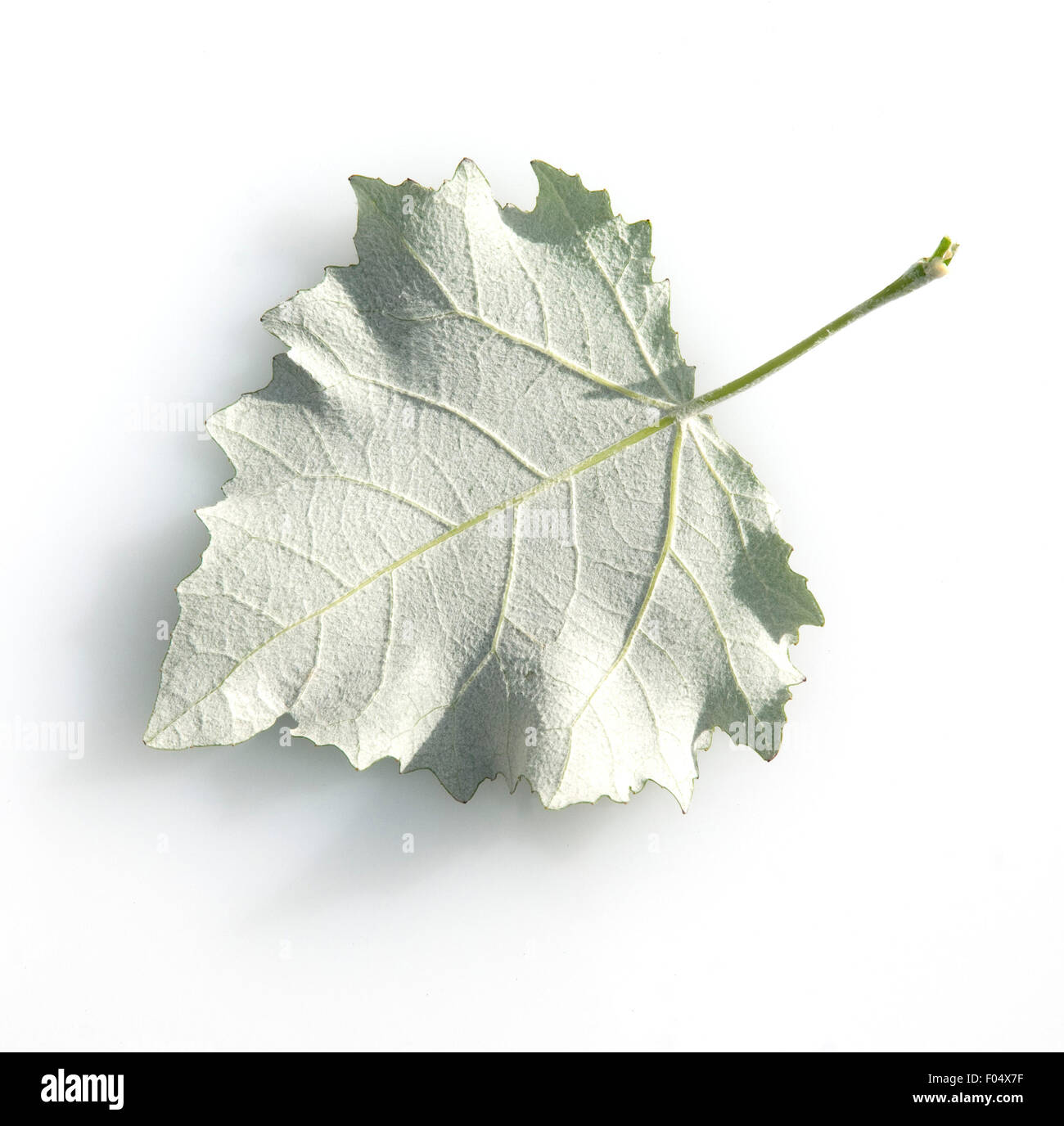 Wald Waelder Ausgeschnittene Stockfotos Und bilder Alamy