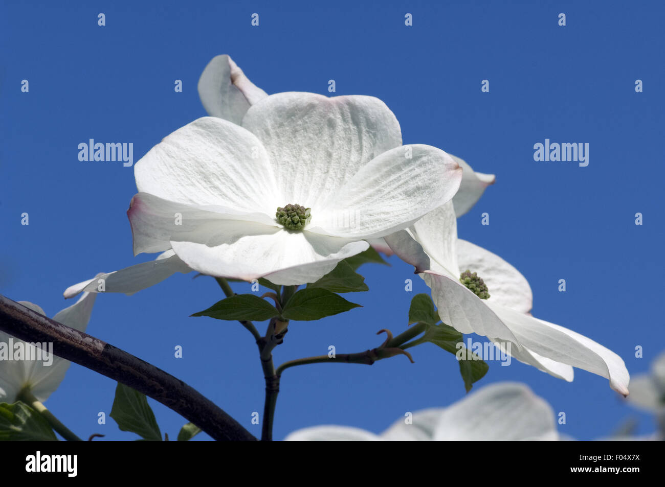 Blumenhartriegel Cornus Florida X nuttallii, Eddie «s White Wonder, Stockfoto