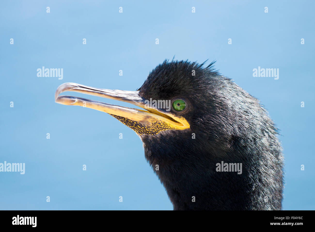 Gemeinsamen Shag oder europäischen Shag (Phalacrocorax Aristotelis), Porträt, Inner Farne, Farne Islands, Northumberland, England Stockfoto