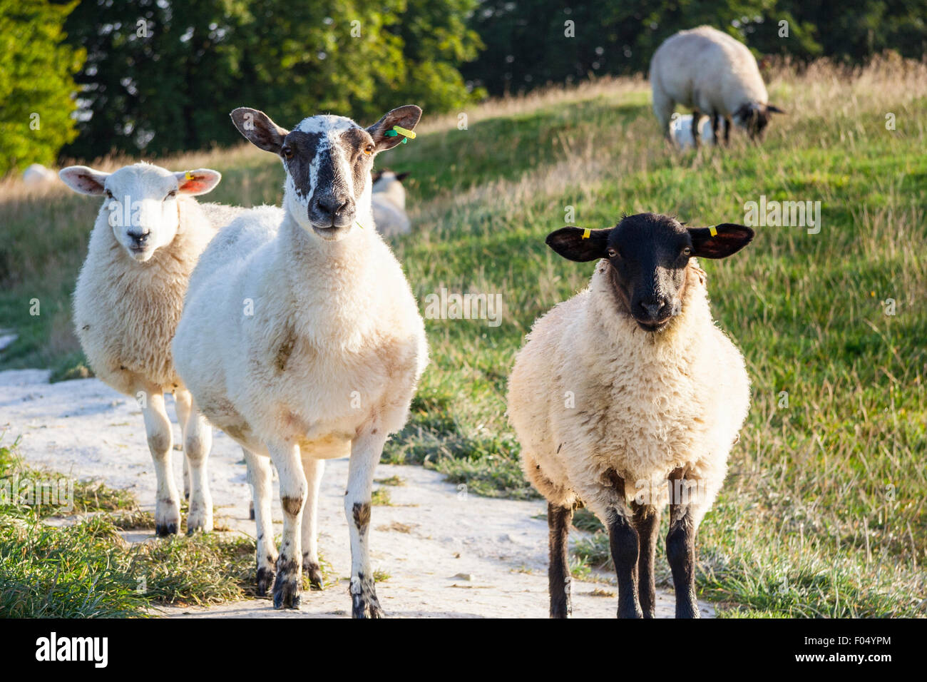 Drei Schaf stehend auf Chalk Pfad direkt auf Viewer. Stockfoto