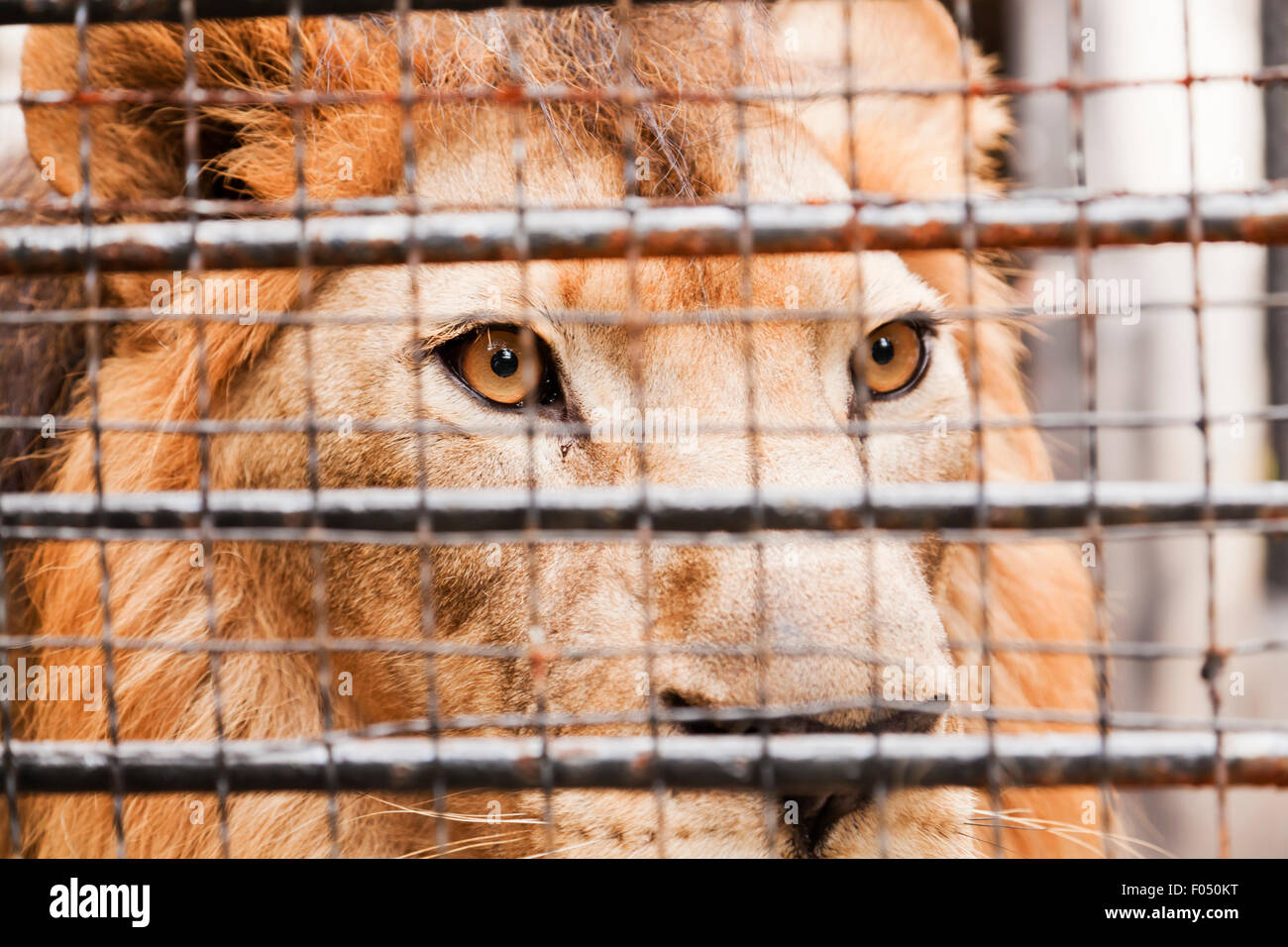 Löwe in einem Käfig Stockfoto