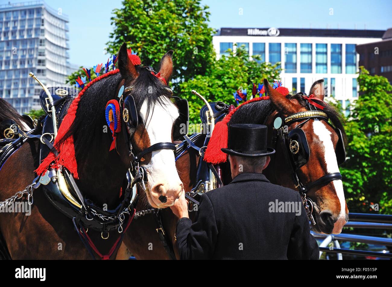 Shire-Pferde und Handler, die Förderung von Liverpool International Horse Show von Kings Dock, Liverpool, Merseyside, England, UK. Stockfoto