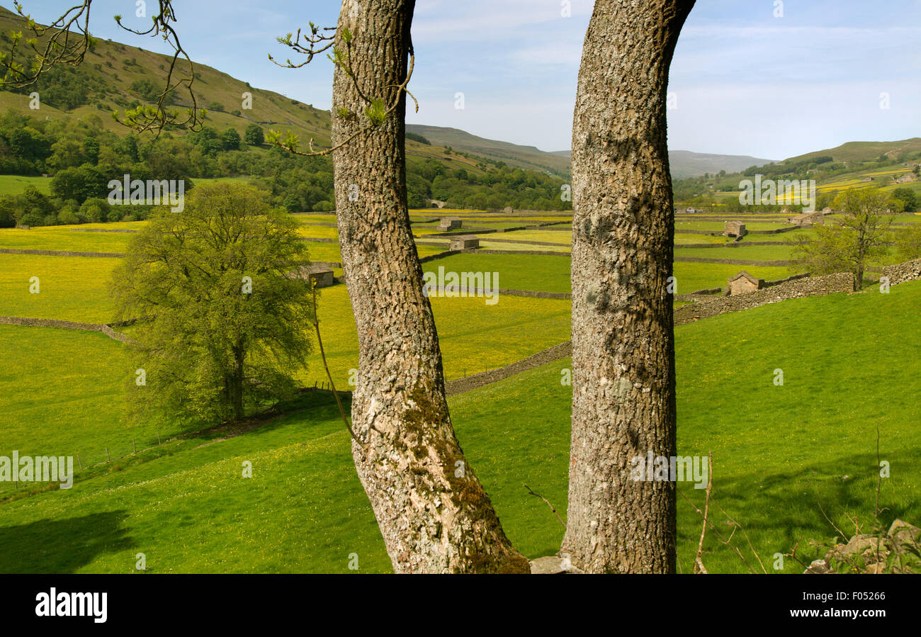 Mähwiesen und Scheunen im Swaledale Muker Dorf Yorkshire im Juni in der Nähe Stockfoto