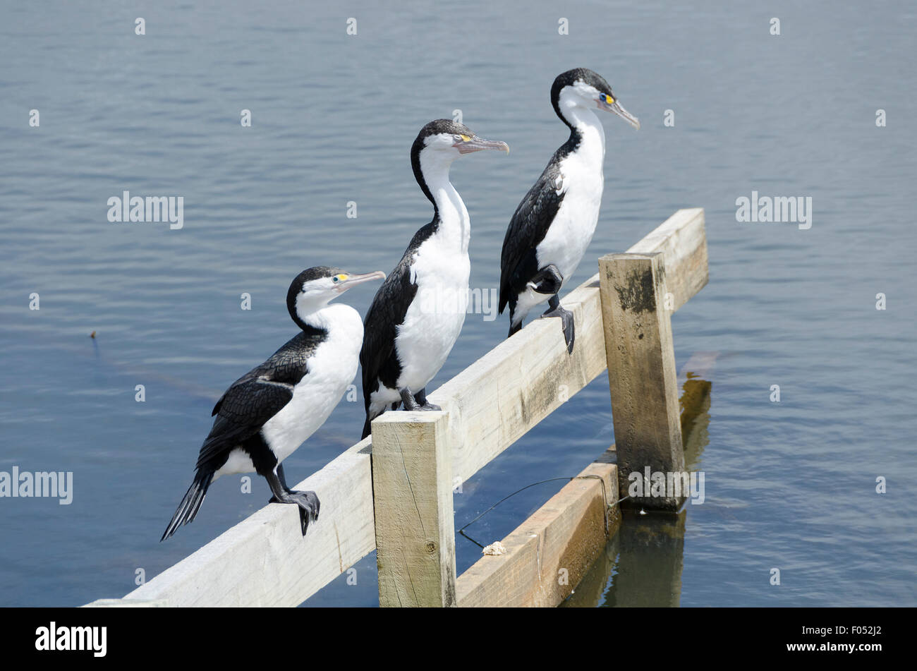 Karuhiruhi, pied Shag, Phalacrocorax Varius, Pencarrow, Eastbourne, Wellington, Nordinsel, Neuseeland Stockfoto