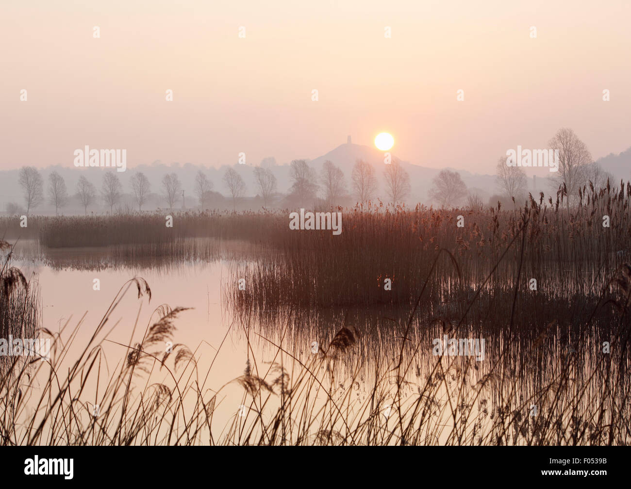 Sonnenaufgang über dem Glastonbury Tor, vom Sharpham Naturschutzgebiet. Somerset. VEREINIGTES KÖNIGREICH. Stockfoto