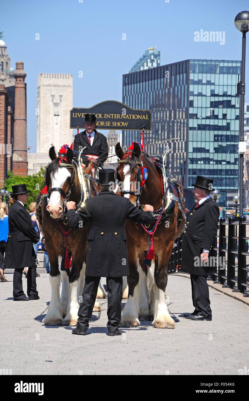 Shire-Pferde und Wagen, die Förderung von Liverpool International Horse Show von Kings Dock, Liverpool, Merseyside, England, UK. Stockfoto