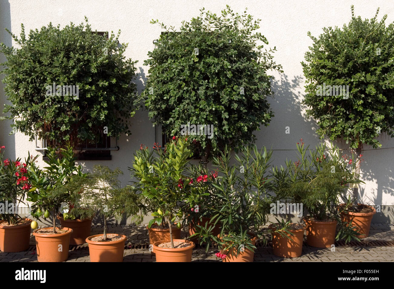 Eisenholzbaum, Metrosideros, Excelsa, Stockfoto