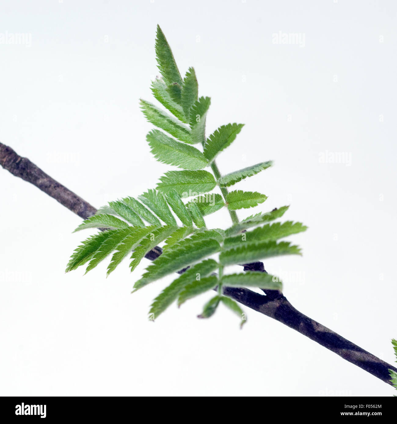 Eschenblatt; Gemeine; Esche Stockfotografie Alamy