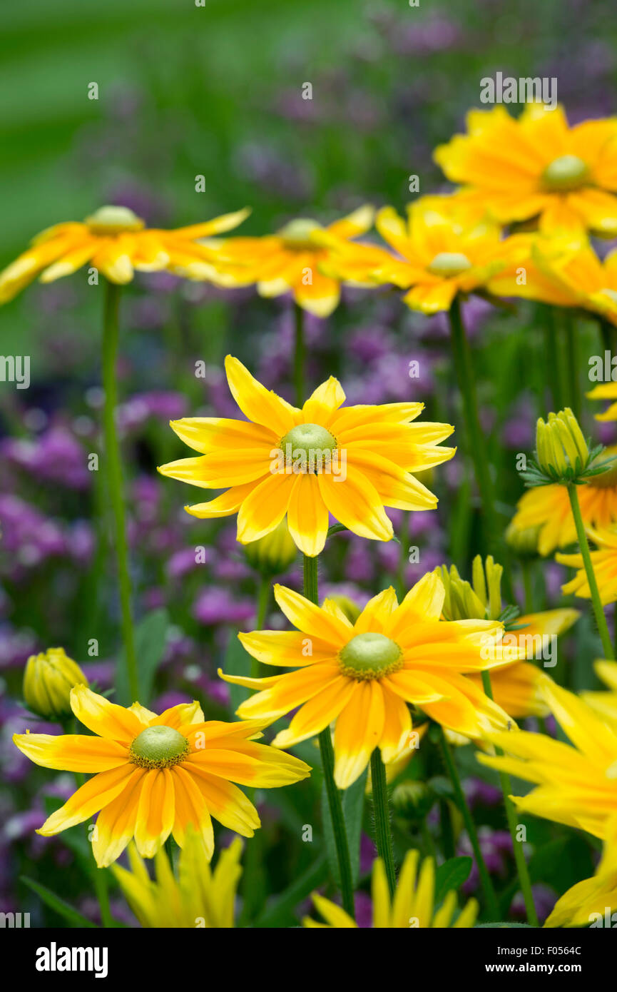 Rudbeckia Hirta 'Prairie Sun'. Sonnenhut 'Prairie Sun' Blumen Stockfoto