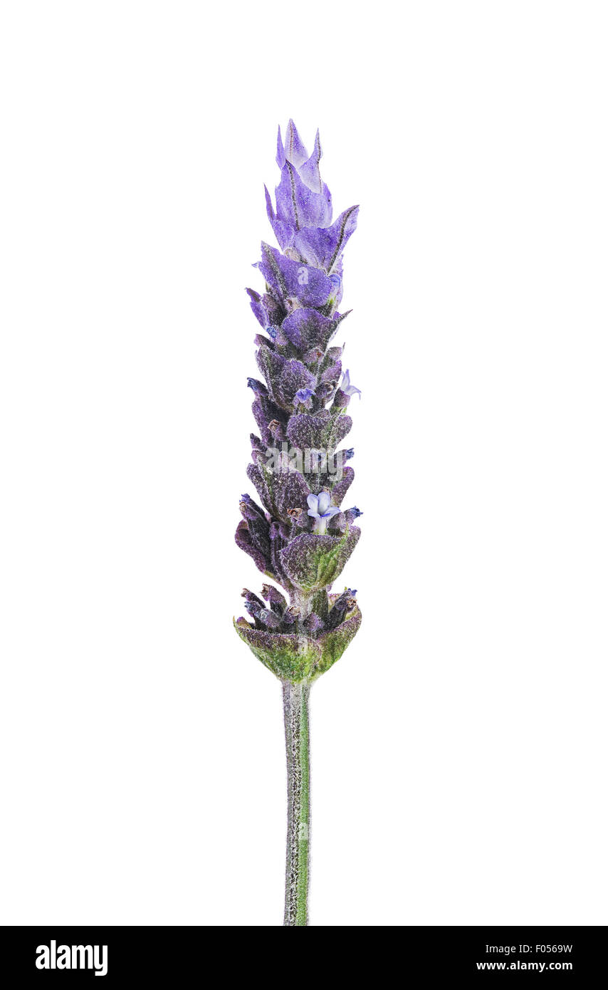 Lila Lavendel Blume isoliert auf weißem Hintergrund Stockfoto
