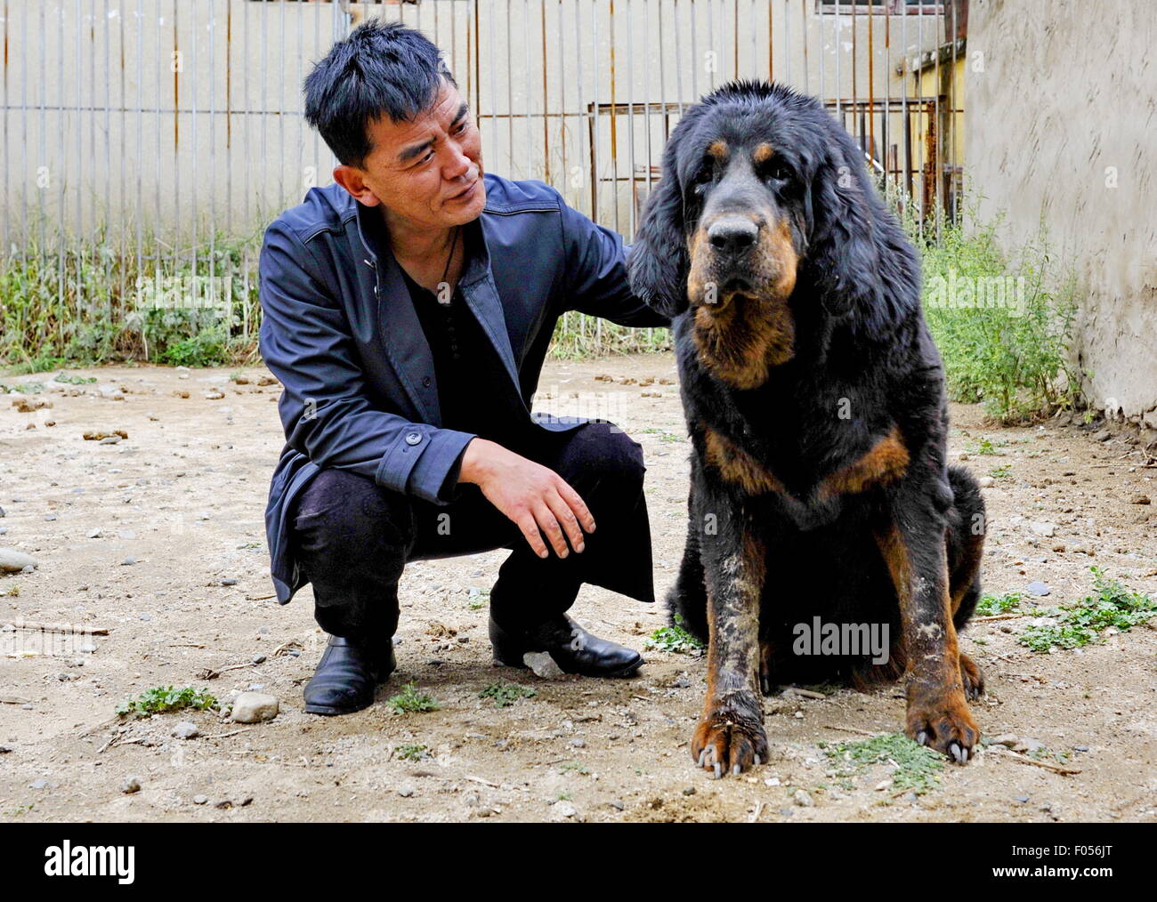 Lhasa, Tibet. 6. August 2015. Principal Yang Kun berührt eine Tibet-Dogge in einem Zucht-Center in Lhasa, der Hauptstadt der Südwesten Chinas Tibet autonome Region, 6. August 2015. Tibetan Mastiff ist eine Welt berühmten und typischen Vormund Hund Art von Tibet. In den letzten Jahren zurückgegangen wegen Störung zu vermarkten und Kreuzung, der Preis für tibetische Doggen. Jedoch wurde mit dem Ziel, das reine Blut der Kreatur zu pflegen, eine Zucht-Zentrum gemeinsam mit lokalen Landwirtschaft naturwissenschaftliche Fakultät in Lhasa im Jahr 2015 gegründet. Bildnachweis: Xinhua/Alamy Live-Nachrichten Stockfoto