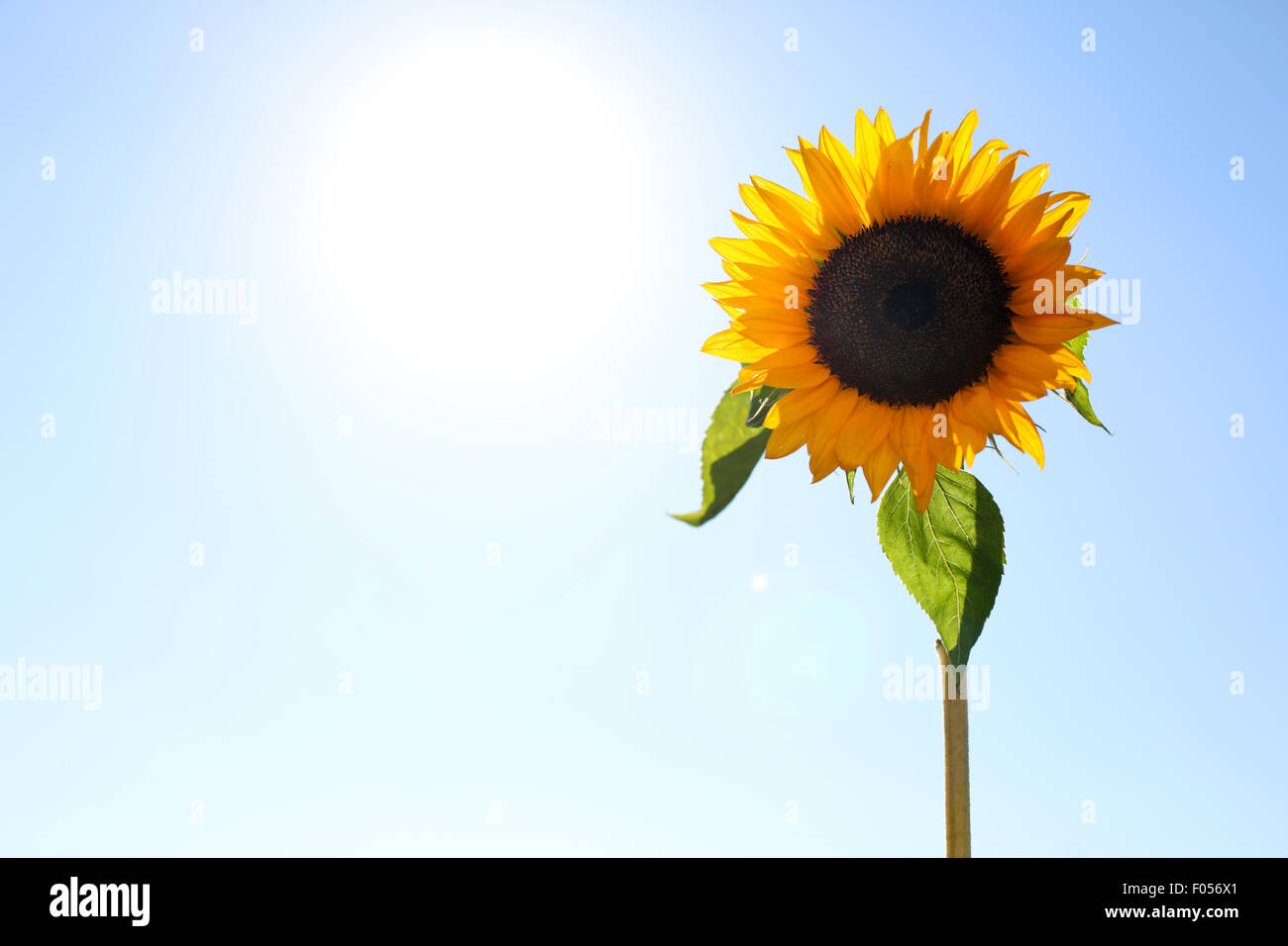 Eine einzelne Sonnenblume, Helianthus, Schuss in den Kopf gegen die Morgensonne Stockfoto