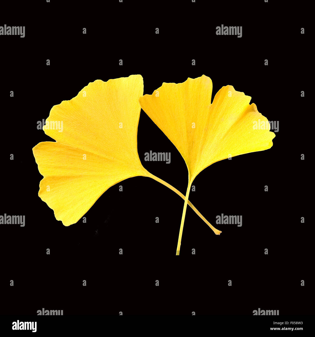 Ginkgoblaetter, Ginkgo, Biloba, Ginkgonadel, Herbstblaetter; Stockfoto