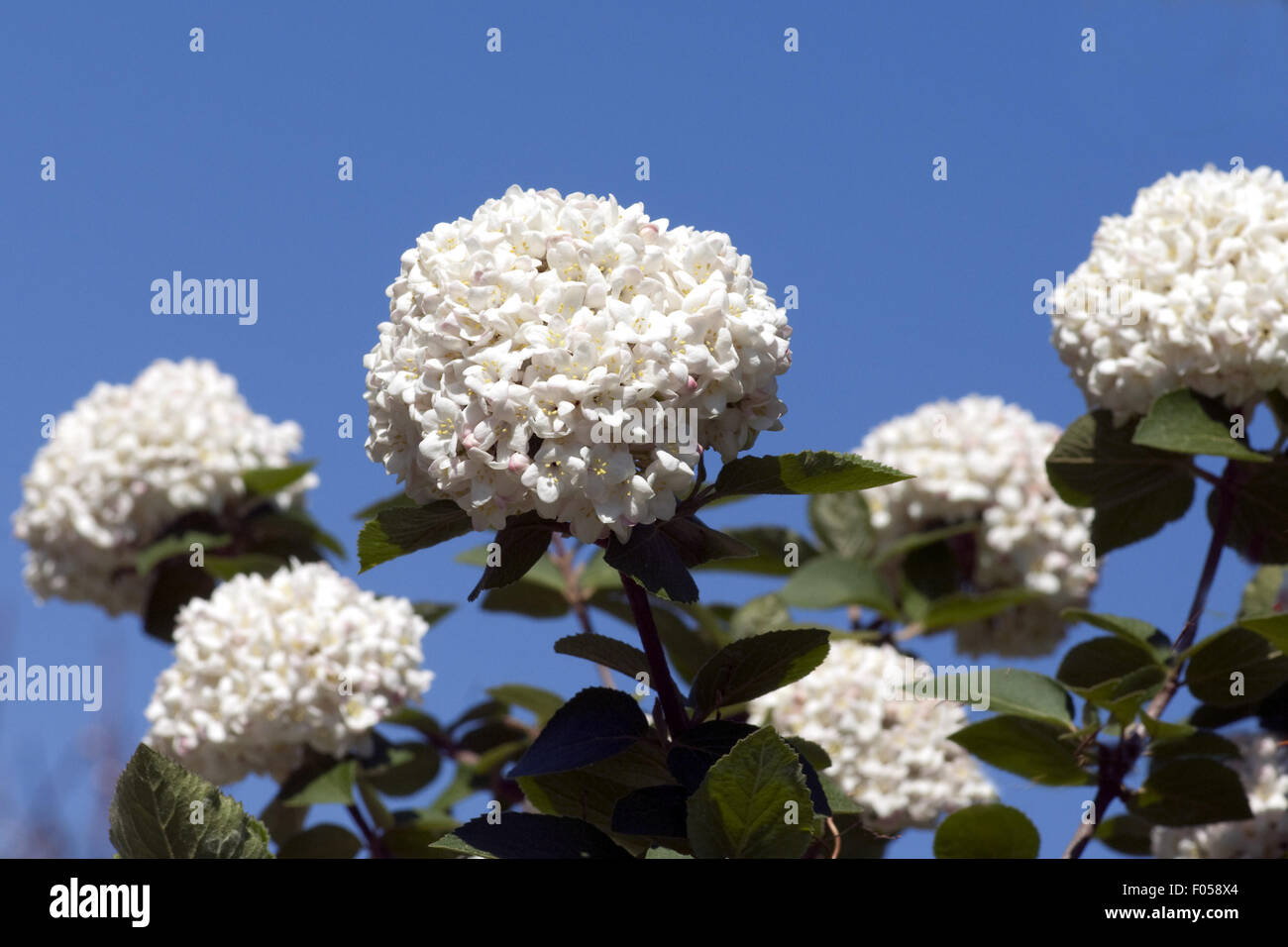Viburnum x carcephalum Fotos und Bildmaterial in hoher Auflösung Alamy