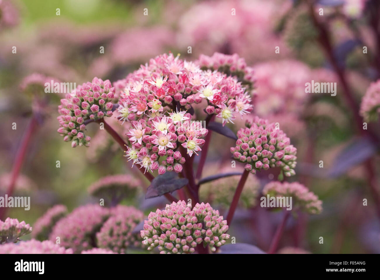 Hylotelephium &amp;quot;Erdbeeren mit Sahne&amp;quot;. Das Sedum telephium Erdbeeren und ...