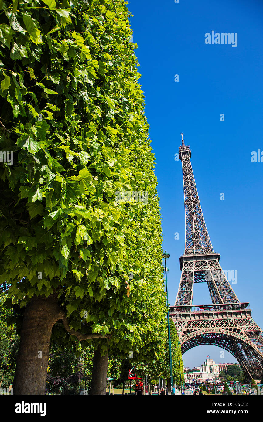 Der Eiffel-Turm erhebt sich über eine Allee von Platanen in Paris. Stockfoto