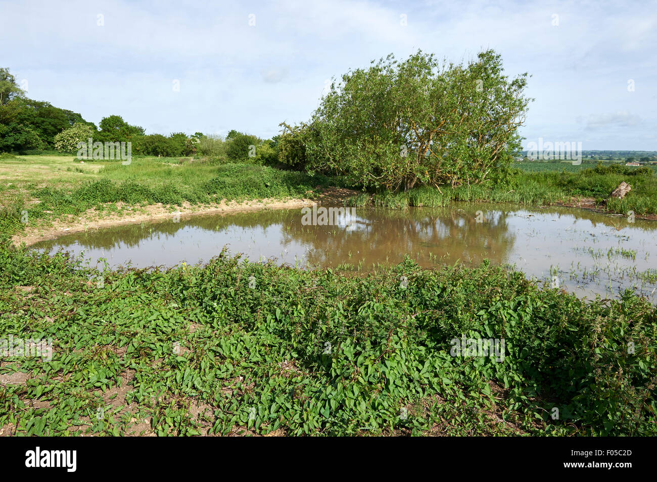Erhaltung Lebensraum Teich auf landwirtschaftlichen Flächen. Stockfoto