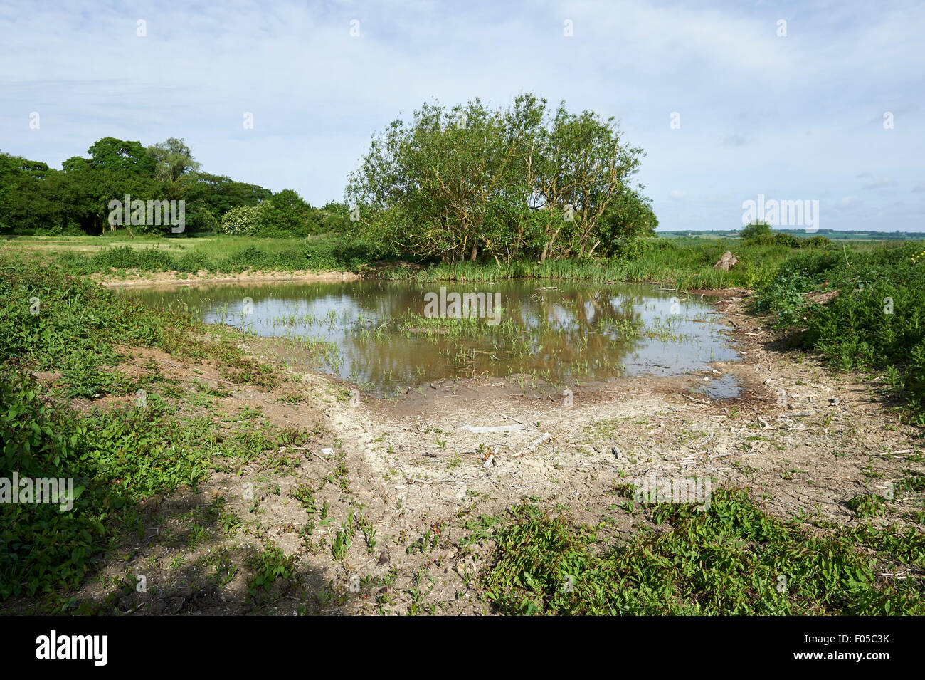 Erhaltung Lebensraum Teich auf landwirtschaftlichen Flächen mit niedrigem Wasserstand aufgrund der Trockenheit. Stockfoto