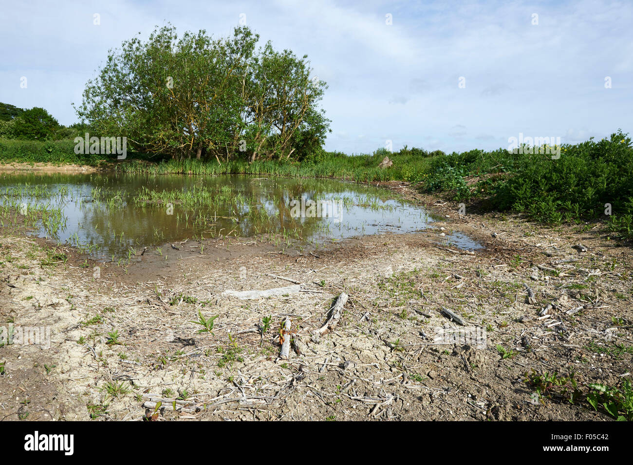 Erhaltung Lebensraum Teich auf landwirtschaftlichen Flächen mit niedrigem Wasserstand aufgrund der Trockenheit. Stockfoto