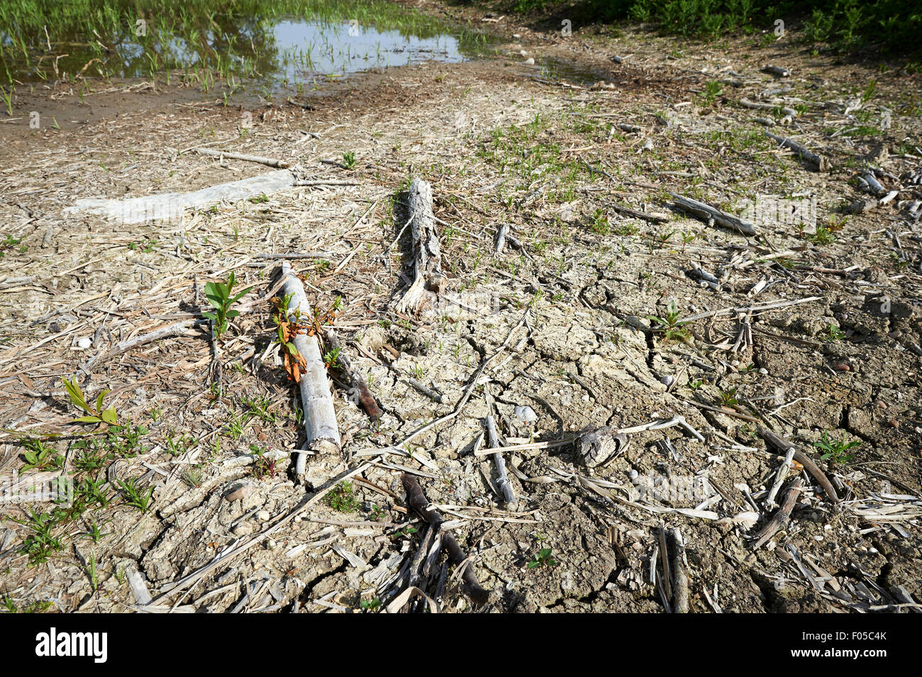 Exponierten Basis der Erhaltung Lebensraum Teich auf landwirtschaftlichen Flächen mit niedrigem Wasserstand aufgrund der Trockenheit. Stockfoto