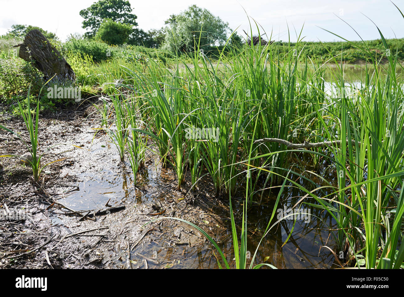 Erhaltung Lebensraum Teich auf landwirtschaftlichen Flächen mit etablierten Schilf. Stockfoto