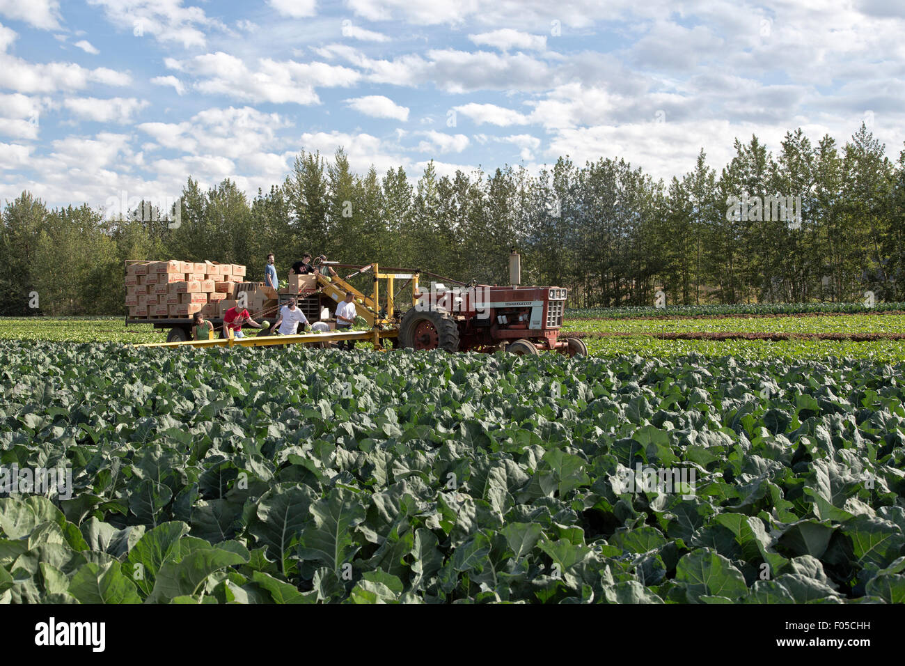 Landarbeiter Kohl ernten. Stockfoto