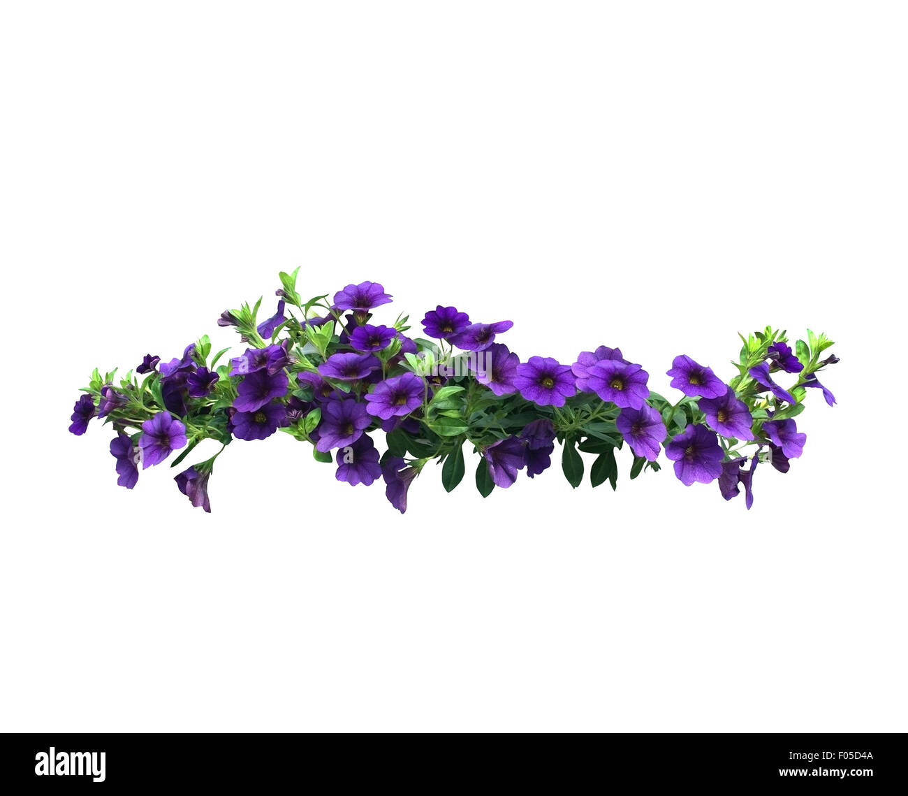 Violette Petunien Blumen in einer Zeichenfolge isoliert auf weiss. Stockfoto