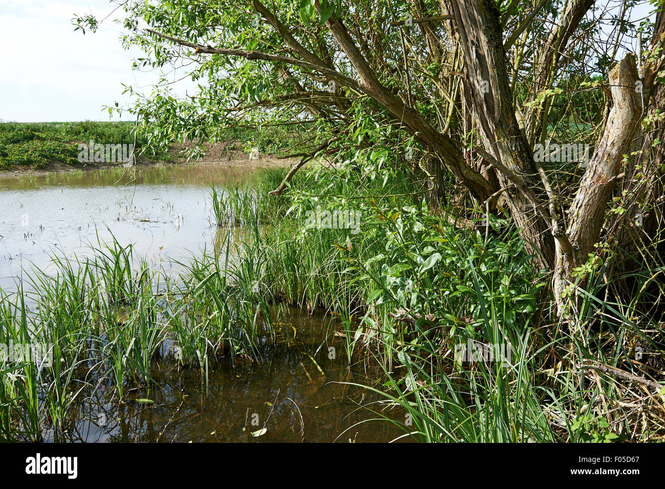 Erhaltung Lebensraum Teich auf landwirtschaftlichen Flächen mit etablierten Schilf und Weiden. Stockfoto