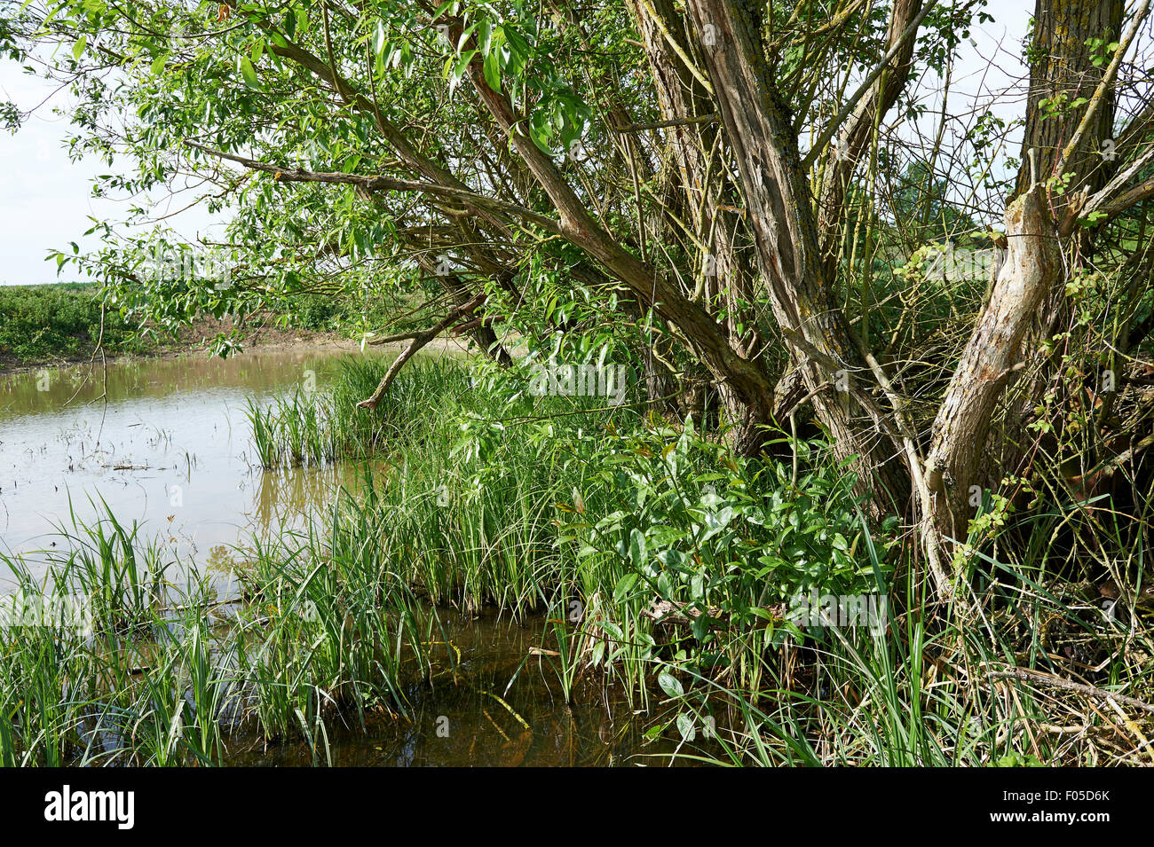 Erhaltung Lebensraum Teich auf landwirtschaftlichen Flächen mit etablierten Schilf und Weiden. Stockfoto