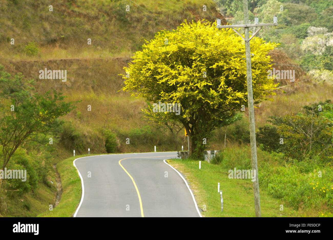 Schöne Macano Baum von der Seite der Bergstraße in Panama Stockfoto
