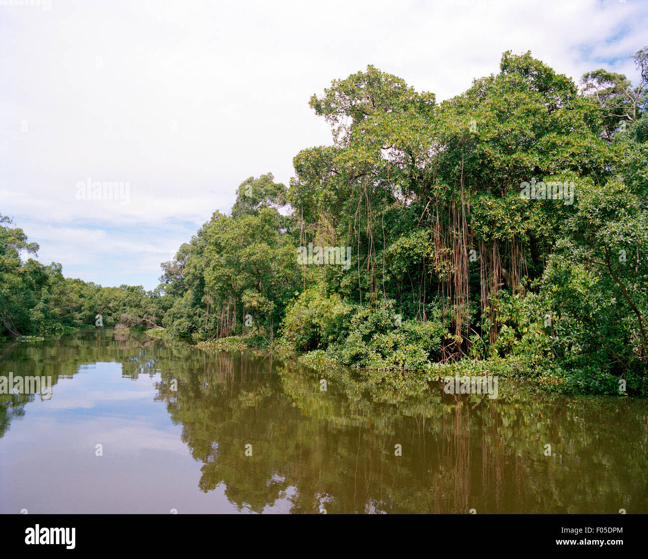 Dschungel an den Ufern des Rio Preguiças. Lençóis Maranhenses, Brasilien. Stockfoto