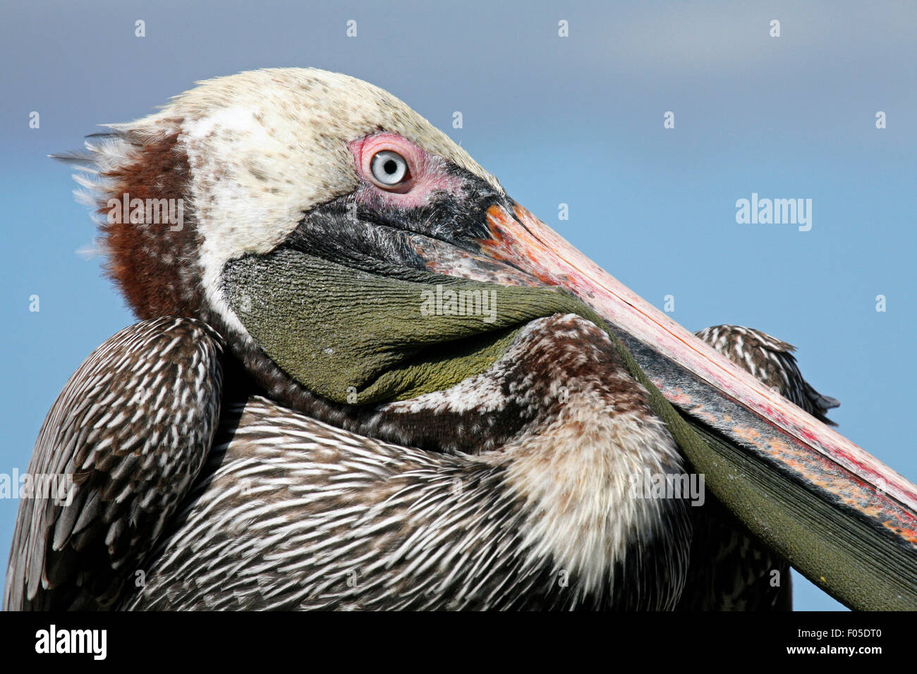 Braune Pelikan (Pelecanus Occidentalis) zu schließen, Porträt, Puerto Egas auf Insel Santiago / San Salvador Island, Galapagos-Inseln Stockfoto Braune Pelikan (Pelecanus Occidentalis) zu schließen, Porträt, Puerto Egas auf Insel Santiago / San Salvador Island, Galapagos-Inseln Stockfoto