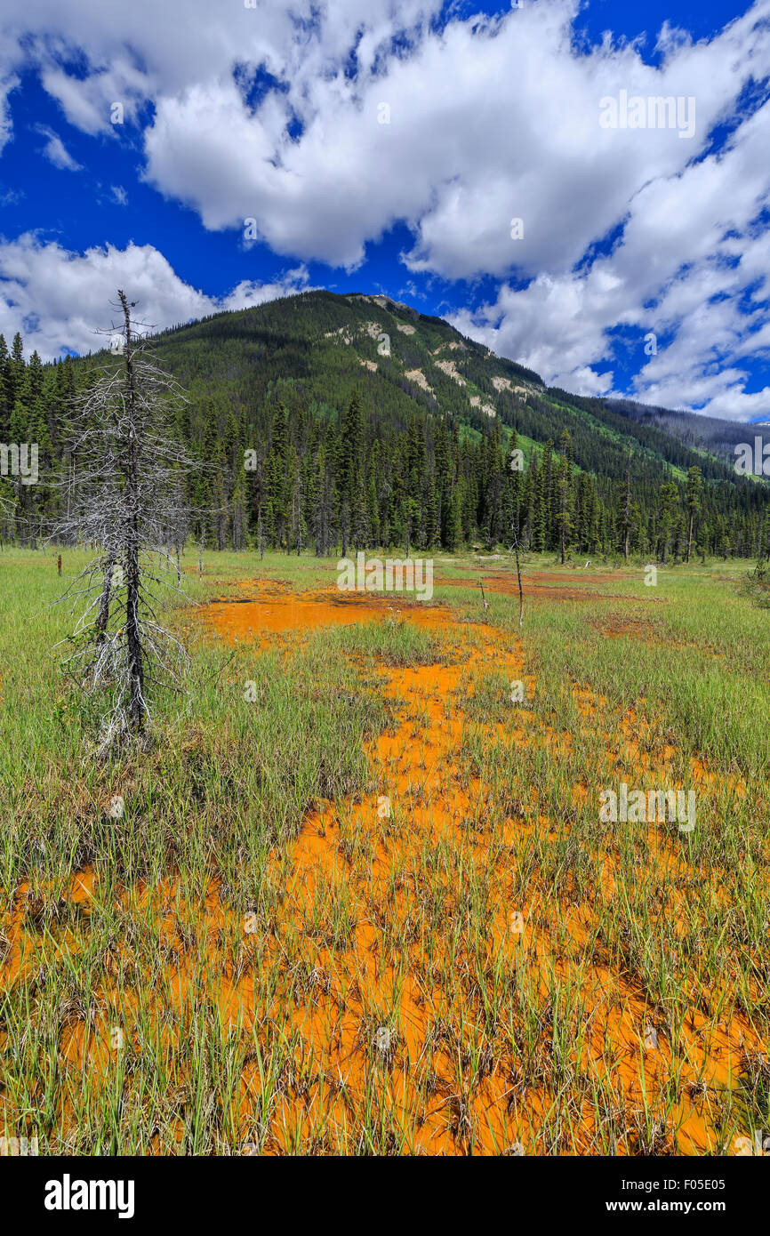 Ocker gefärbt Farbtöpfe, Kootenay National Park, Britisch-Kolumbien, Kanada Stockfoto