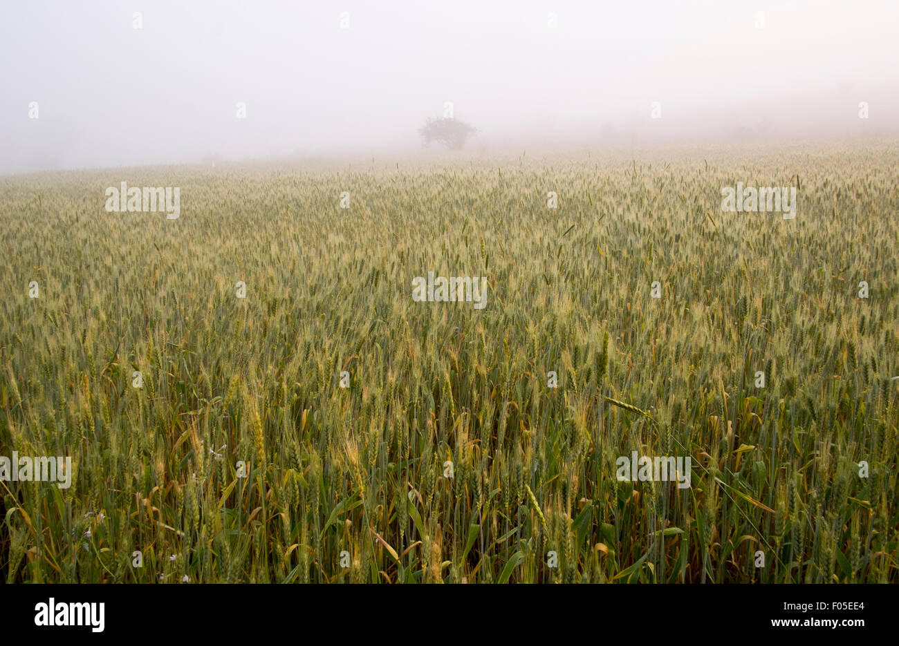 Kalaw Bezirk von Myanmar (Burma) Stockfoto