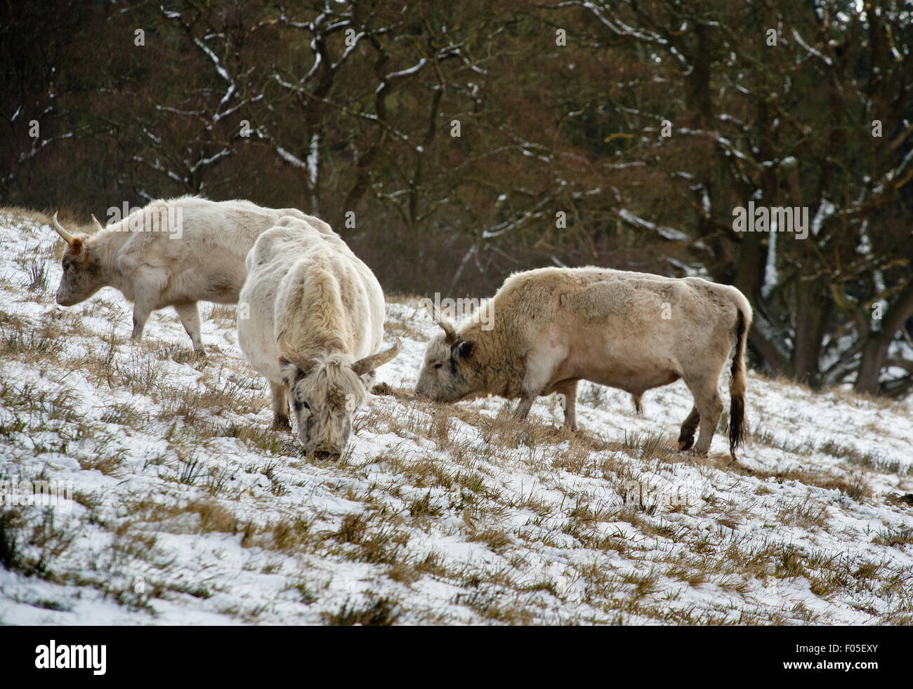 Die seltensten Tier im Vereinigten Königreich Herde die Chillingham Wildrinder im Norden Northumberland im Nordosten von England. Stockfoto