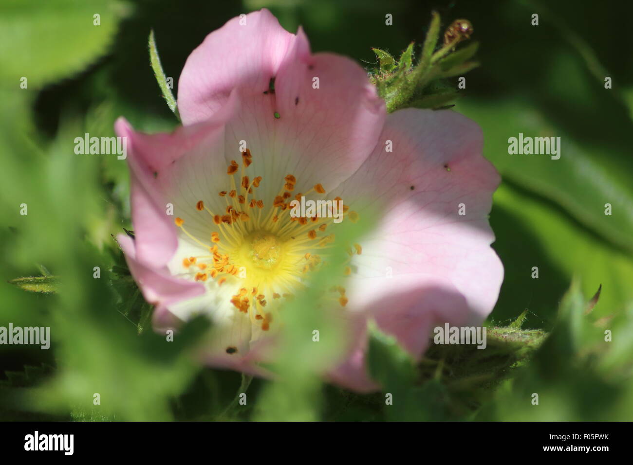 Eine Nahaufnahme von einer Blume im Idle Tal, Nottinghamshire, UK Stockfoto